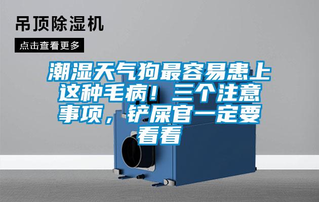 潮濕天氣狗最容易患上這種毛病!三個注意事項,鏟屎官一定要看看